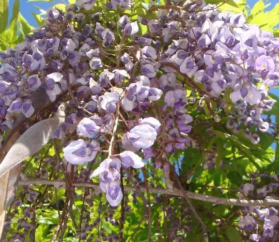 Des Glycines بوركيرول